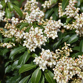 Plant Photo 9