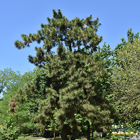 Plant Photo 8