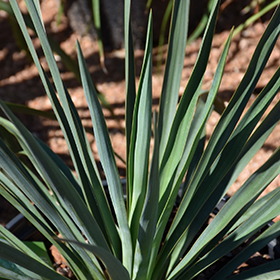 Plant Photo 2