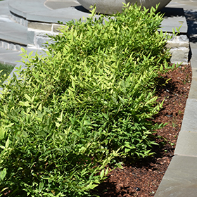 Plant Photo 9