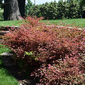 Plant Photo 10