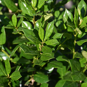 Plant Photo 3
