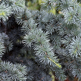 Plant Photo 6
