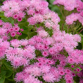 Plant Photo 10