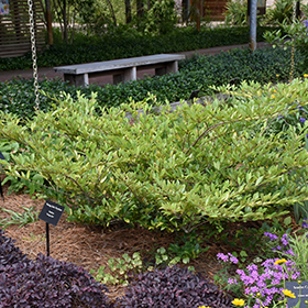 Plant Photo 5