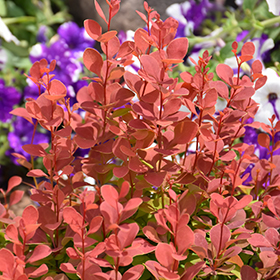 Plant Photo 10