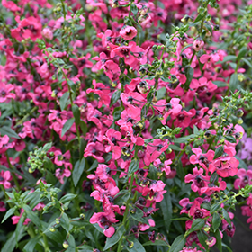 Plant Photo 10