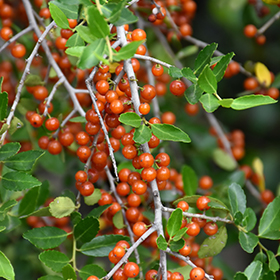 Plant Photo 7
