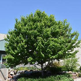 Plant Photo 6