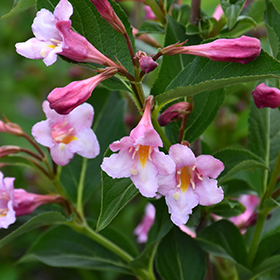 Plant Photo 2