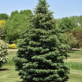 Evergreen Tree Photo