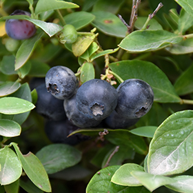 Plant Photo 10