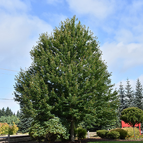 Plant Photo 3