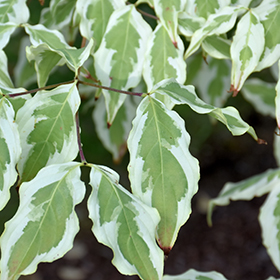 Plant Photo 3