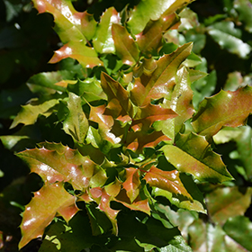 Plant Photo 2