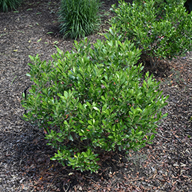 Plant Photo 3