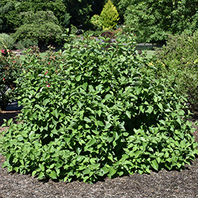 Plant Photo 10