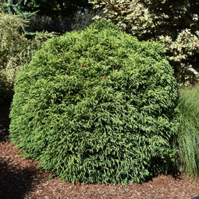 Plant Photo 5