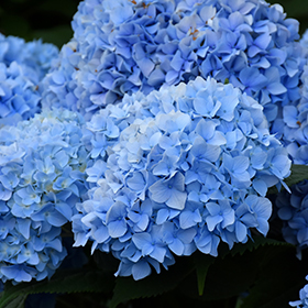 Hydrangea Photo