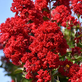 Plant Photo 9