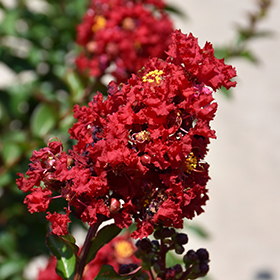 Plant Photo 9