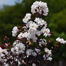 Plant Photo 7