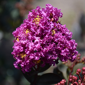 Plant Photo 8