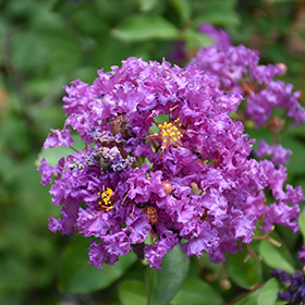 Plant Photo 4