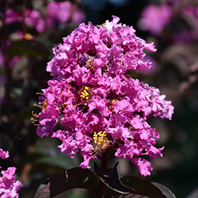 Plant Photo 1