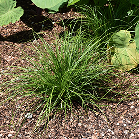 Plant Photo 4