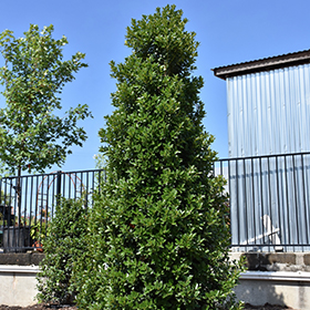 Plant Photo 6
