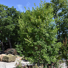 Plant Photo 8