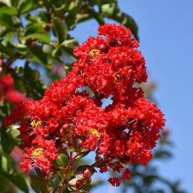 Plant Photo 8