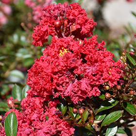 Plant Photo 3