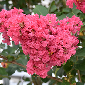 Plant Photo 7