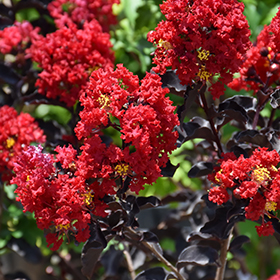 Plant Photo 7