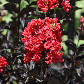 Plant Photo 6