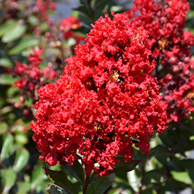 Plant Photo 10
