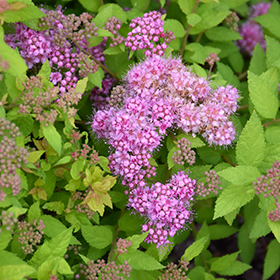 Plant Photo 4