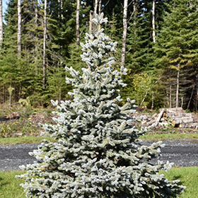 Plant Photo 7