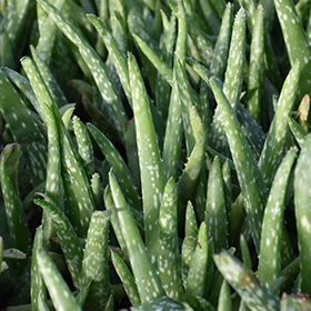 Plant Photo 5