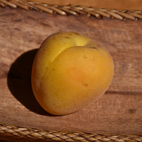 Plant Photo 9
