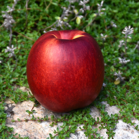 Plant Photo 5