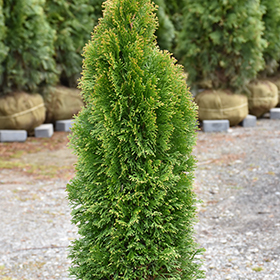 Plant Photo 6