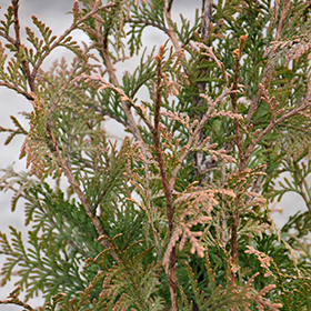 Plant Photo 5