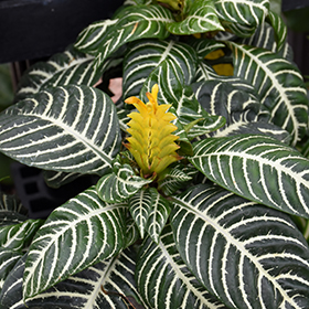 Plant Photo 8