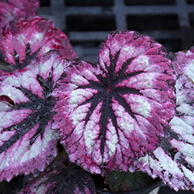 Plant Photo 10