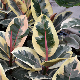 Plant Photo 1