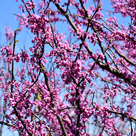 Plant Photo 7