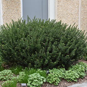 Plant Photo 3